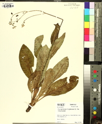 Andersonglossum virginianum image