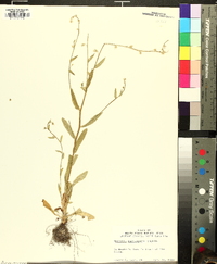 Myosotis macrosperma image