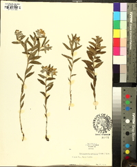 Lithospermum canescens image