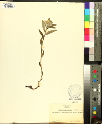 Lithospermum canescens image