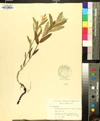 Lithospermum canescens image