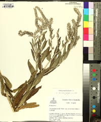 Lithospermum bejariense image