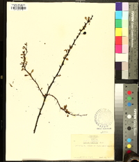 Berberis microphylla image