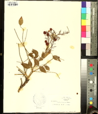 Nandina domestica image