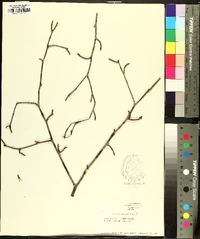 Betula alleghaniensis image