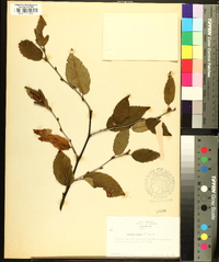 Betula alleghaniensis image