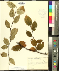 Betula alleghaniensis image