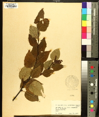 Betula cordifolia image