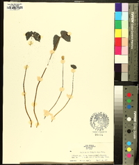 Jeffersonia diphylla image