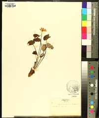 Jeffersonia diphylla image