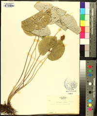 Jeffersonia diphylla image