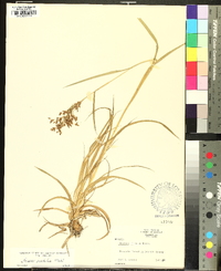 Scirpus pendulus image