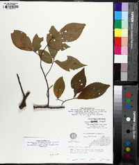 Ulmus serotina image