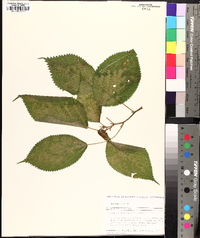 Laportea canadensis image