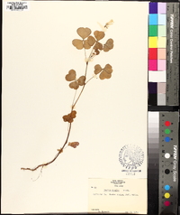 Oxalis grandis image