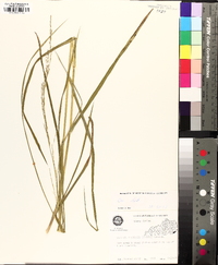 Glyceria melicaria image