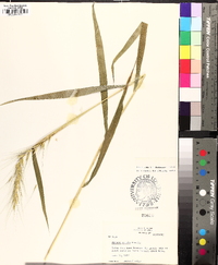 Elymus hystrix image