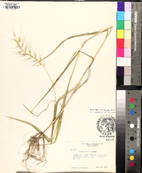 Elymus hystrix image