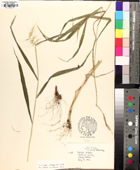 Elymus hystrix image