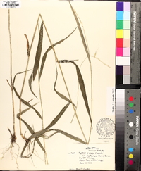 Elymus hystrix image