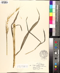 Elymus hystrix image