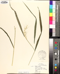 Elymus hystrix image