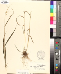 Elymus hystrix image