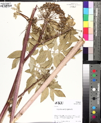 Angelica atropurpurea image