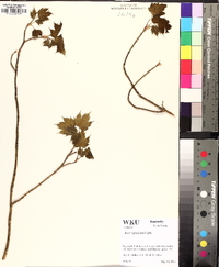 Acer spicatum image