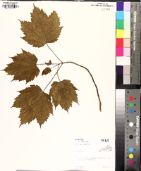 Acer spicatum image