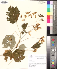 Acer spicatum image