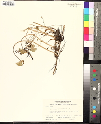 Hydrocotyle ranunculoides image