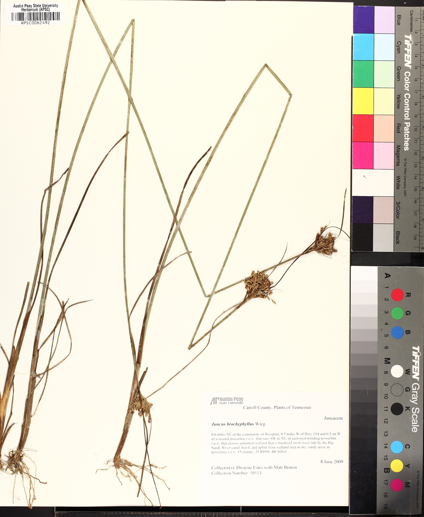 Juncus brachyphyllus image