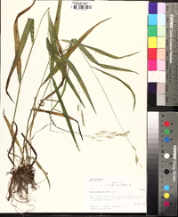 Bromus pubescens image