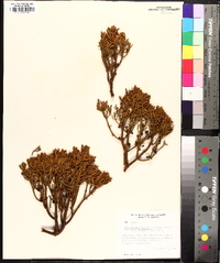 Phoradendron bolleanum image