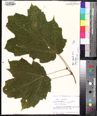 Acer nigrum image