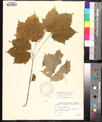 Acer spicatum image