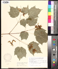 Acer spicatum image