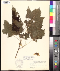 Acer spicatum image