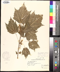 Acer spicatum image