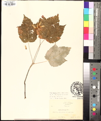 Acer spicatum image