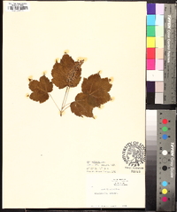 Acer spicatum image