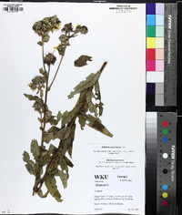 Silphium radula image