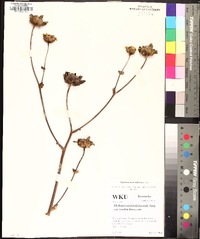 Silphium pinnatifidum image