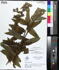 Silphium radula image