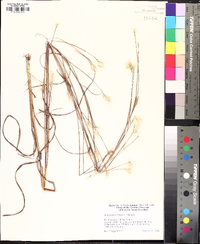 Andropogon ternarius image