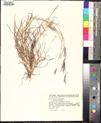 Bothriochloa ischaemum image