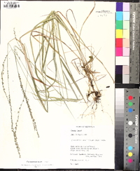 Chasmanthium laxum image