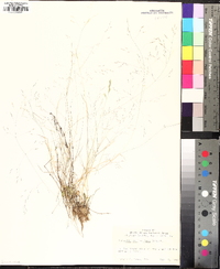 Agrostis elliottiana image