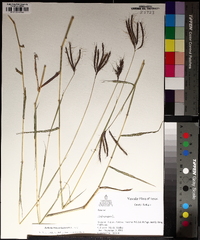 Bothriochloa ischaemum image